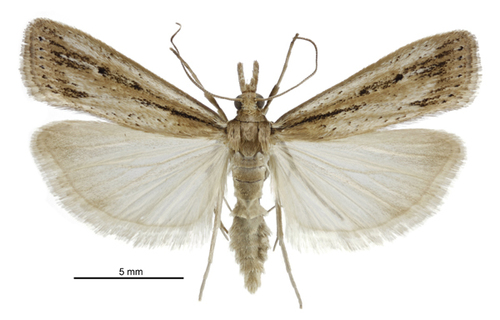 Sod webworm photo 4