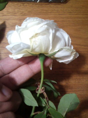 Rosa