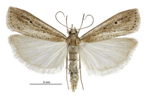 Sod webworm photo 5