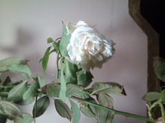 Rosa