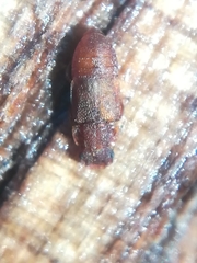 Metopsia