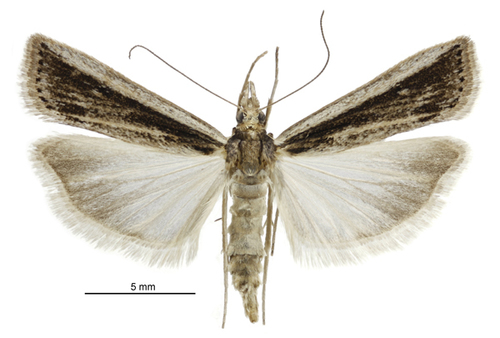 Sod webworm photo 6