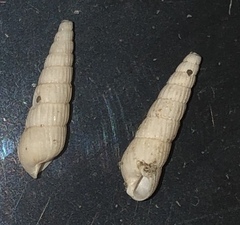 Turbonilla dalli