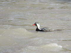 Merganetta armata armata