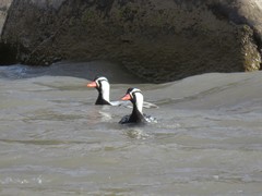 Merganetta armata armata