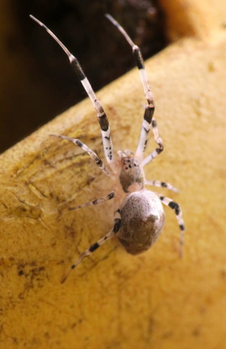 Ninja-star Ceiling Spider photo 2
