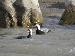 Merganetta armata armata