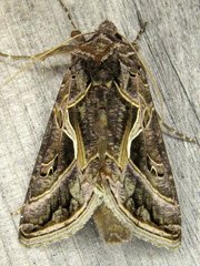 Autographa flagellum