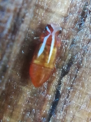 Metopsia