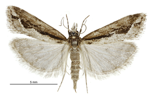 Eudonia steropaea Meyrick