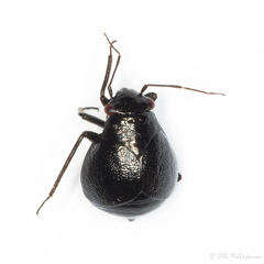 Euryopicoris nitidus