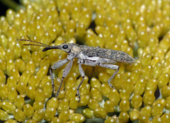 Rhinotia pictirostris