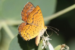 Calephelis arizonensis