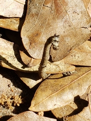 Parallelia bistriaris