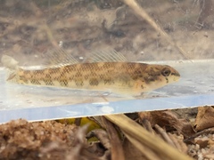 Etheostoma tallapoosae