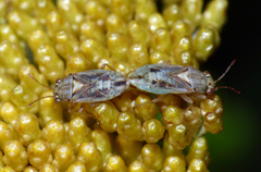 Germalus victoriae