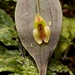 Lepanthes montezumae - Photo (c) desertnaturalist, some rights reserved (CC BY), uploaded by desertnaturalist