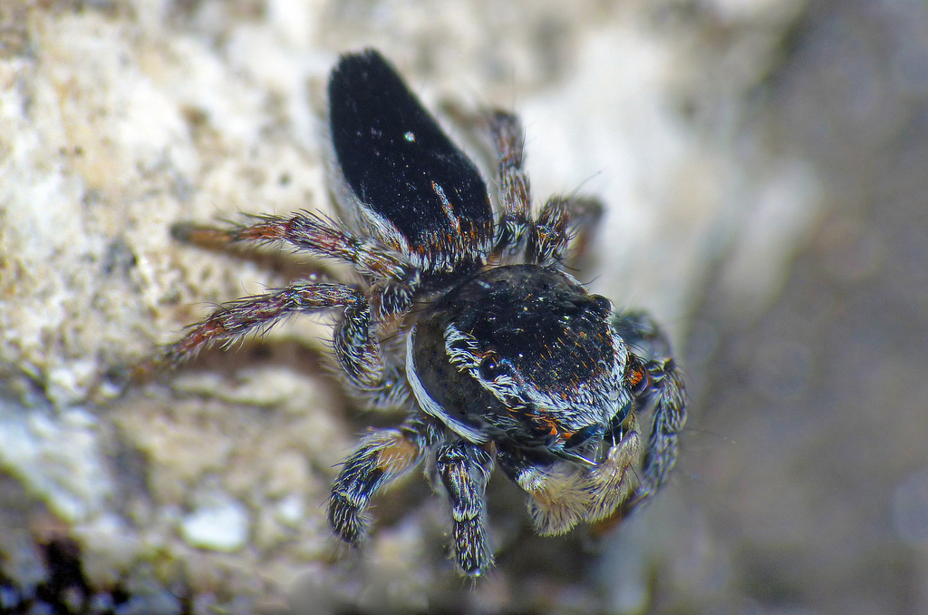 Prószynski's Peacock Spider
