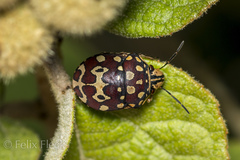 Orsilochides scurrilis