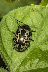 Calligrapha diversa