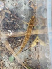 Etheostoma tallapoosae