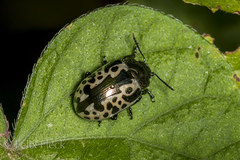 Calligrapha diversa