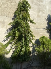 Image of Polyalthia longifolia