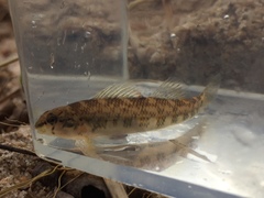 Etheostoma tallapoosae