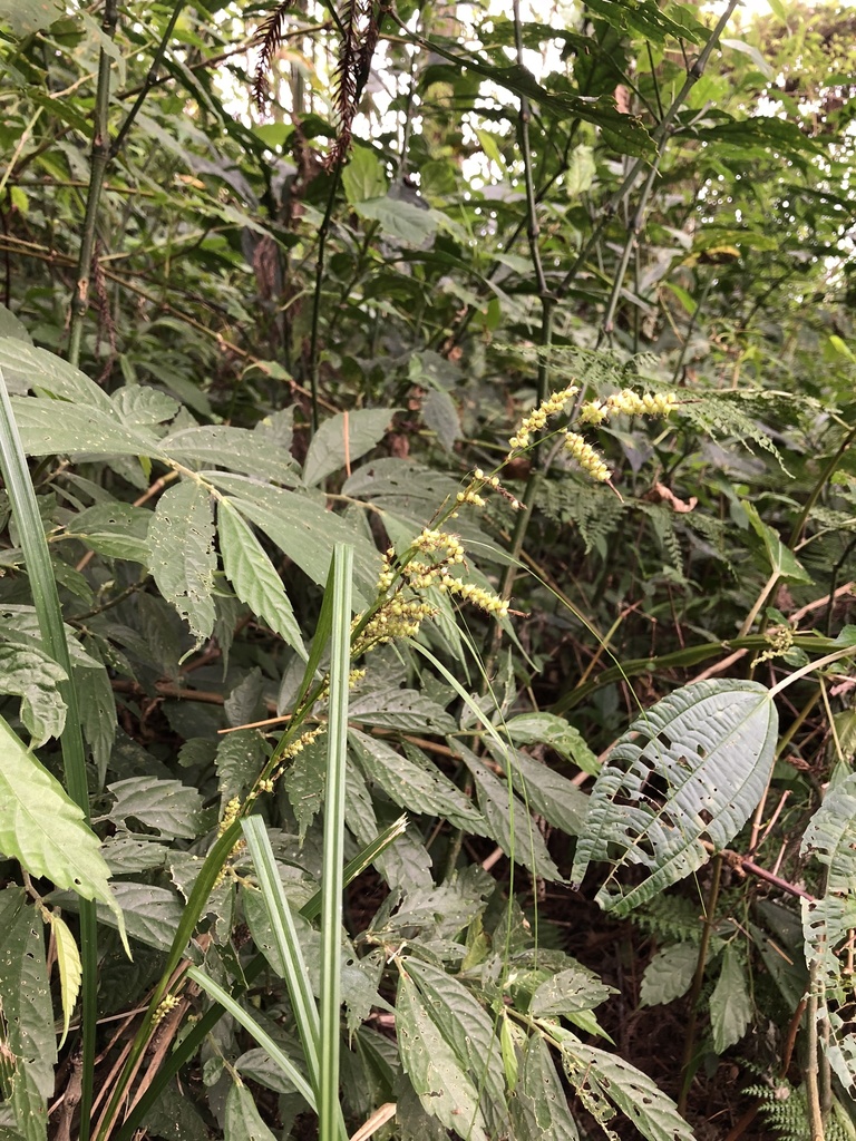 Carex sect. Setigerae
