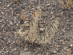Halogeton glomeratus
