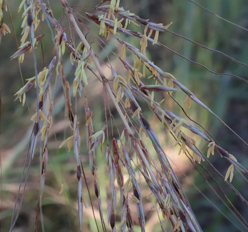 Sorghum stipoideum