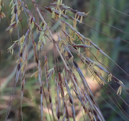 Sorghum stipoideum