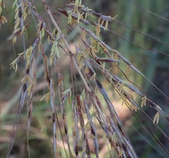 Sorghum × drummondii