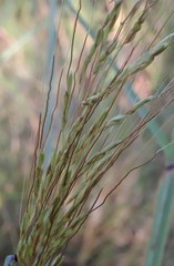 Sorghum × drummondii