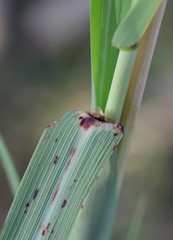Sorghum × drummondii