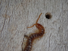 Geophilus carpophagus