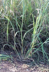 Sorghum × drummondii