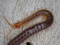 Geophilus carpophagus