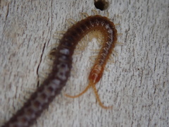 Geophilus carpophagus