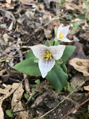 Pseudotrillium rivale