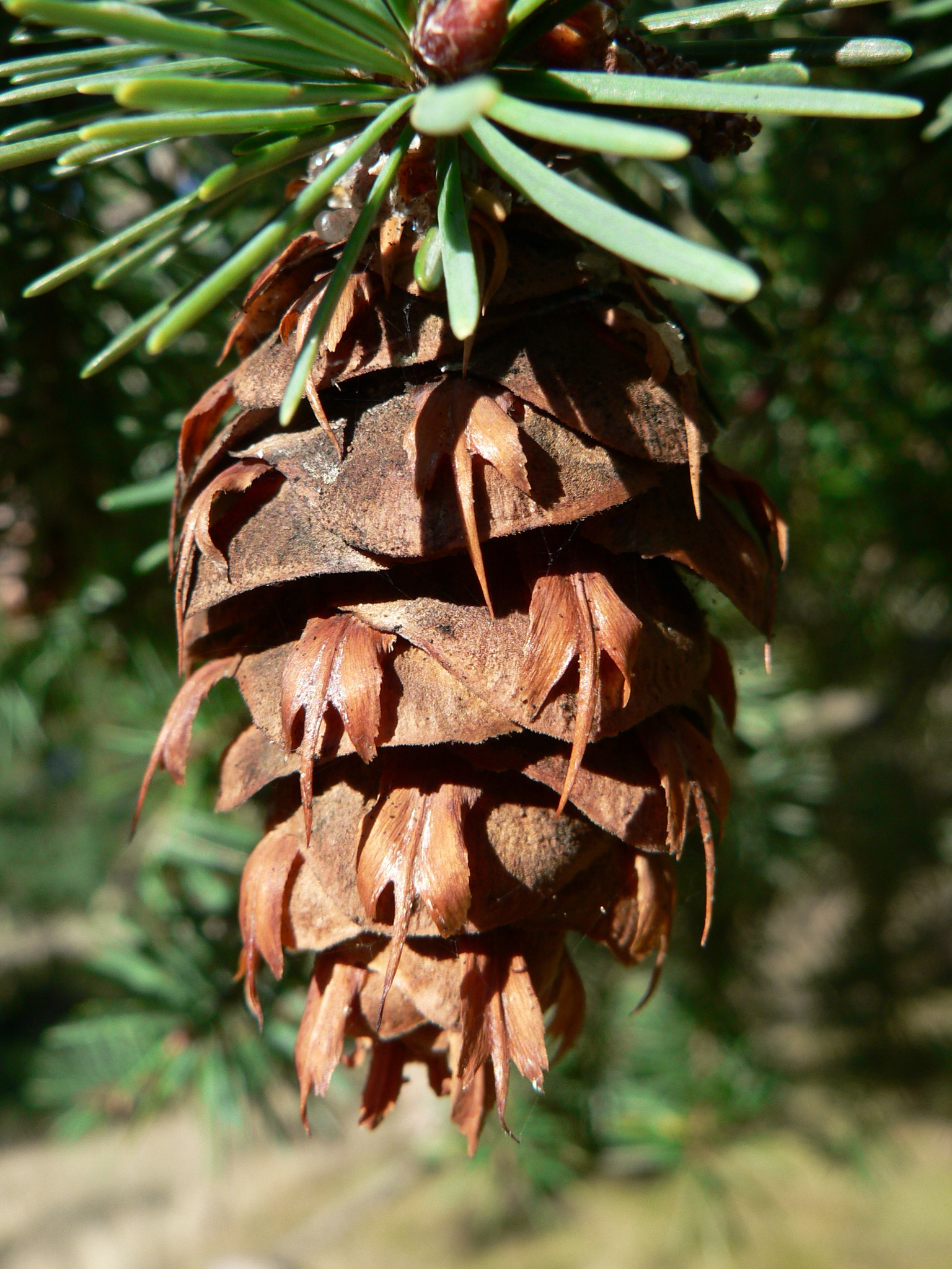 Pseudotsuga