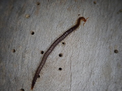 Geophilus carpophagus