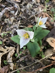 Pseudotrillium rivale
