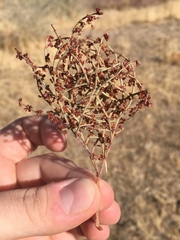 Eriogonum nidularium