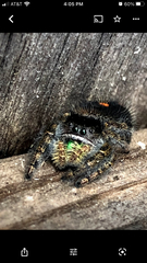 Phidippus audax