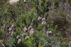 Serruria pedunculata