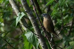 Cyanoloxia glaucocaerulea