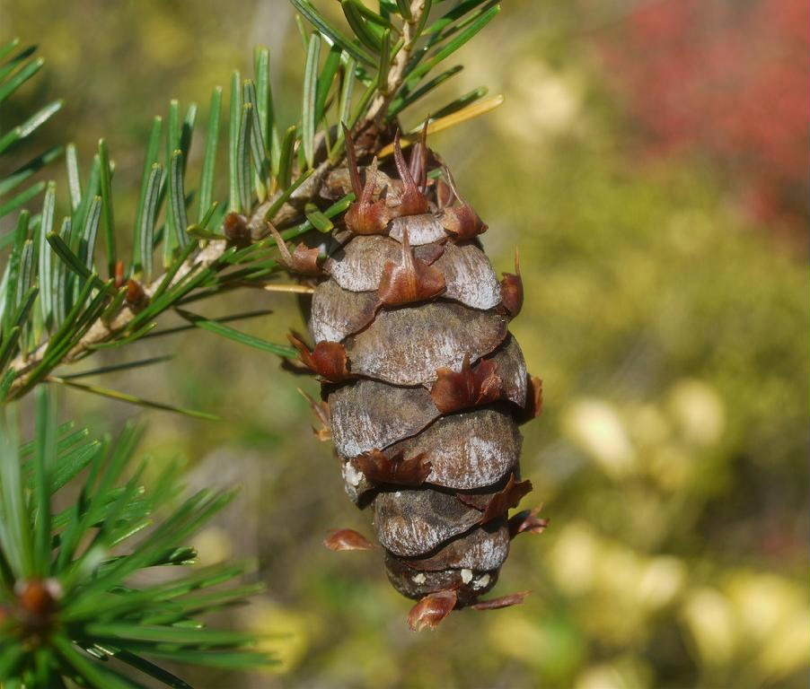Japanese Douglas-fir