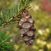 Japanese Douglas-Fir - Photo (c) Keisotyo, some rights reserved (CC BY)
