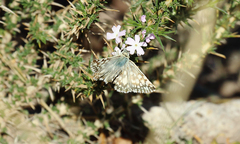 Heliopetes americanus bellatrix